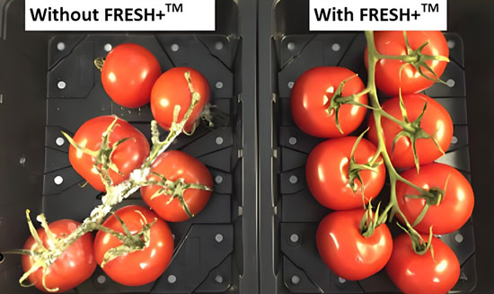 ethylene filters in storage extend tomato shelf life