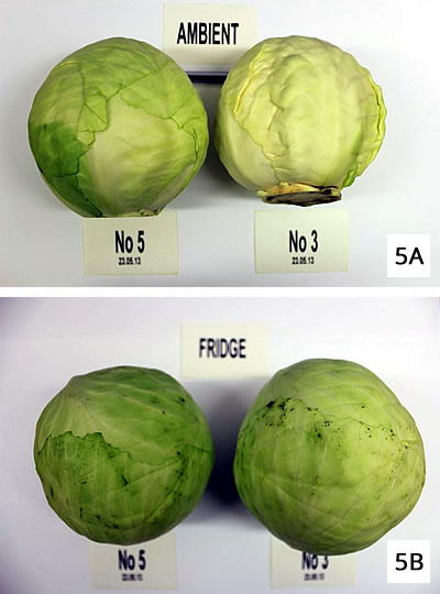 cabbage comparison fresh plus