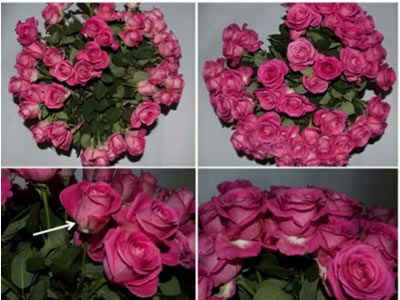 rose trial opening and minimized senescence