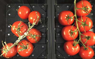 tomatoes uk study