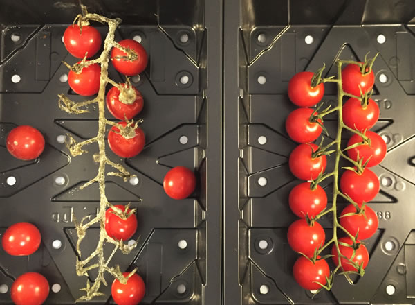 vine tomato comparison fresh plus